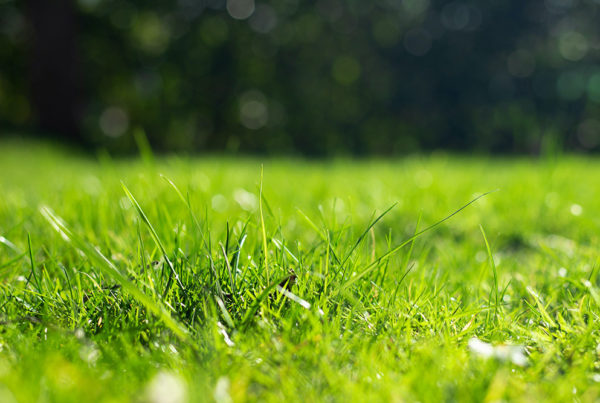 Get Your Lawn Started Right in 2023